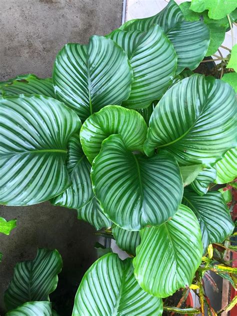 陽台吊掛植物|陽台種植指南：適合陽台的植物推薦 